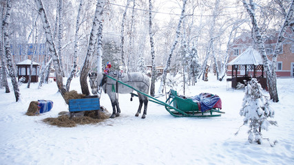 .White horse harnessed in a sleigh on a snow-covered forest background