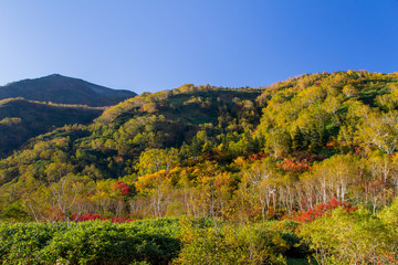 栂池自然園　紅葉／長野県小谷村