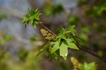 Flowers of a rare medicinal tree Liquidambar.Marmaris.Turkey