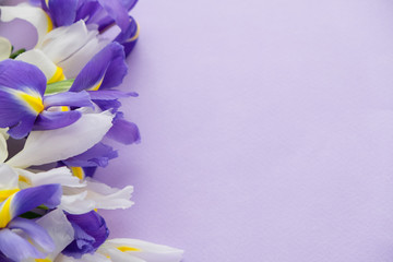 Spring flowers. purple irises flowers on violet background. Greeting card style. place for text, Top view flat lay with copy space for slogan or text