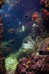 Fototapeta na wymiar aquarium avec poissosn et coraux