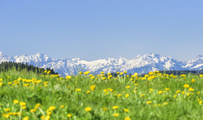 Fototapeta premium Löwenzahnblüte im bayrischen Alpenvorland