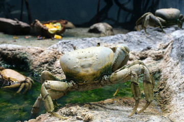 crabe violoniste