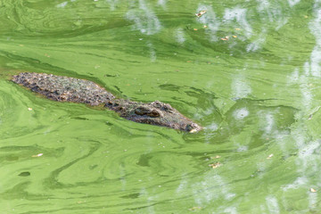 Group of ferocious crocodiles or alligators basking in the sun and maintained at Madras Crocodile Bank Trust located in Chennai, India and its one of popular tourists attraction and famous landmark