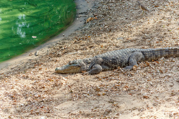 Fototapeta premium Group of ferocious crocodiles or alligators basking in the sun and maintained at Madras Crocodile Bank Trust located in Chennai, India and its one of popular tourists attraction and famous landmark