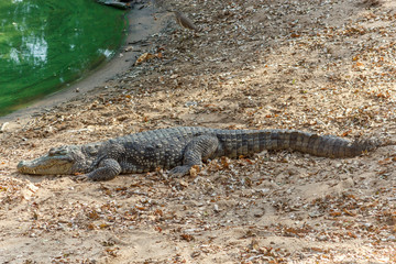 Group of ferocious crocodiles or alligators basking in the sun and maintained at Madras Crocodile Bank Trust located in Chennai, India and its one of popular tourists attraction and famous landmark