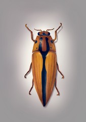 Yellow Bug Gray Background