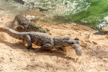 Group of ferocious crocodiles or alligators basking in the sun and maintained at Madras Crocodile Bank Trust located in Chennai, India and its one of popular tourists attraction and famous landmark