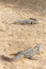 Group of ferocious crocodiles or alligators basking in the sun and maintained at Madras Crocodile Bank Trust located in Chennai, India and its one of popular tourists attraction and famous landmark