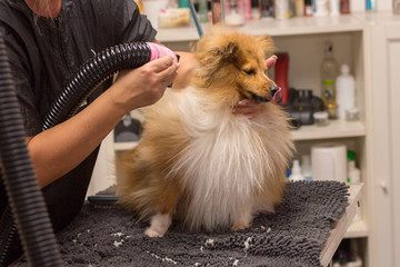 shetland sheepdog sits on table by a dog parlor