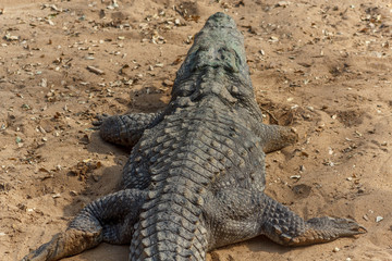 Group of ferocious crocodiles or alligators basking in the sun and maintained at Madras Crocodile Bank Trust located in Chennai, India and its one of popular tourists attraction and famous landmark