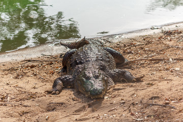 Group of ferocious crocodiles or alligators basking in the sun and maintained at Madras Crocodile Bank Trust located in Chennai, India and its one of popular tourists attraction and famous landmark
