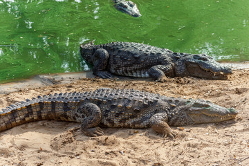 Group of ferocious crocodiles or alligators basking in the sun and maintained at Madras Crocodile Bank Trust located in Chennai, India and its one of popular tourists attraction and famous landmark