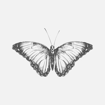 Illustration drawing style butterfly
