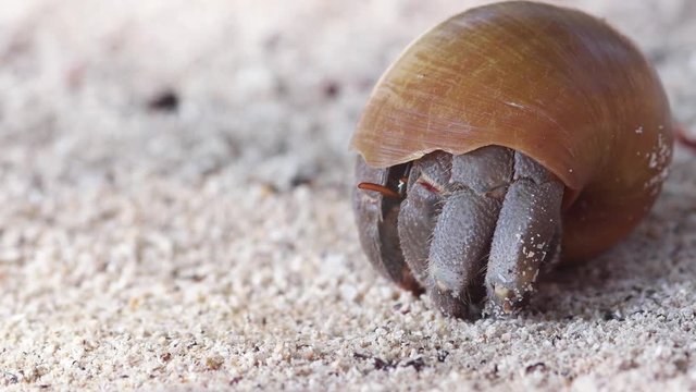 A macro closeup of a really cute hermit crab hiding in the shell at warm tropical beach in Thailand