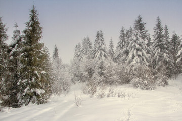 Fototapeta premium coniferous winter forest. fir winter forest in the Carpathians