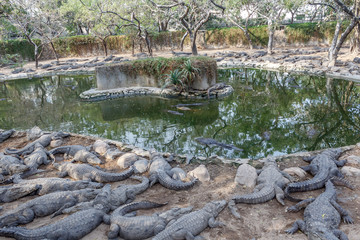 Naklejka na ściany i meble Group of ferocious crocodiles or alligators basking in the sun and maintained at Madras Crocodile Bank Trust located in Chennai, India and its one of popular tourists attraction and famous landmark