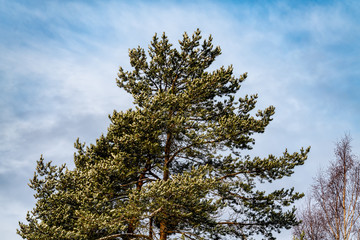 A pine and a birch with a blue slightly cloudy sky as a background