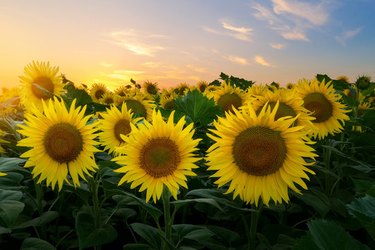 sunflower at sunset / bright sunflower on Vaughan of a beautiful sunset © ml1413
