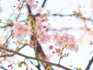 河津桜