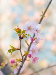 Fototapeta premium 河津桜