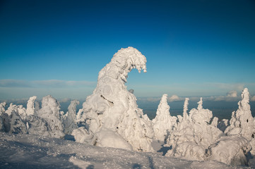 Frozen Trees on the brocken