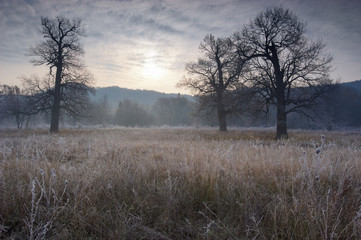 Obraz premium Spooky looking and old oak tree in winter with no leaves, only just visible through thick fog.