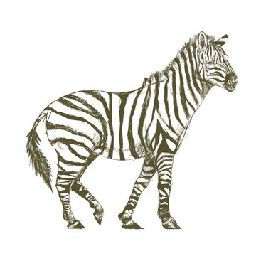 Illustration drawing style of zebra