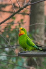 parrot