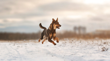 Portrait of beautiful dog, running at camera