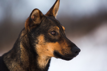 Portrait of beautiful black dog, looking aside, sitting in a meadow