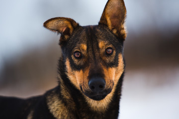 Portrait of beautiful black dog, looking at camera, sitting in a sunny meadow