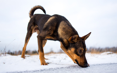 Portrait of beautiful dog, looking down, in winter