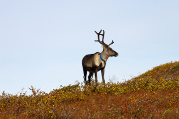 Rentiere in Schweden