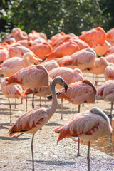 flamingo at the Prague Zoo