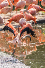 flamingo at the Prague Zoo