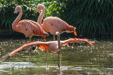 flamingo at the Prague Zoo