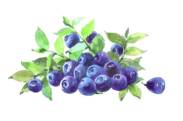 Blueberries plant Watercolor illustration isolated on white background.

