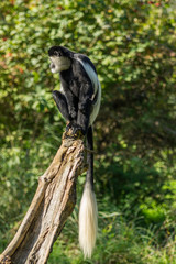 colobus at the Prague Zoo