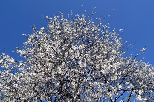 Flowering almond trees. Dutch. Turkey