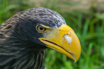 eagle at the Prague Zoo