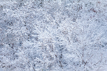 Top view of snow-covered treetops (background)