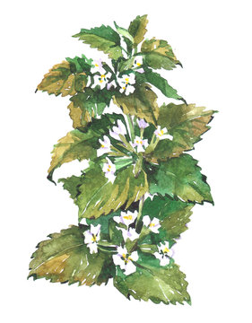 Lemon Balm Mint Plant Watercolor Illustration Isolated On White Background.
