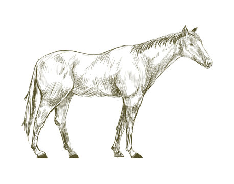 Illustration drawing style of horse