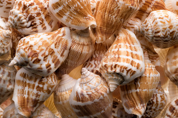 Seashells collection background