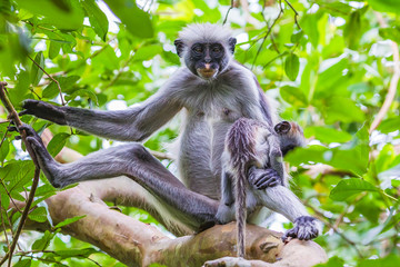 Zanzibar red colobus monkey. Zazibar, Tanzania.