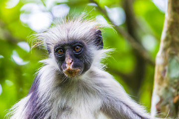 Zanzibar red colobus monkey. Zazibar, Tanzania.
