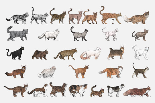 Illustration drawing style of cat breeds collection