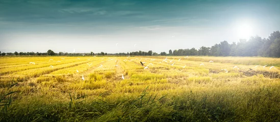 Foto auf Acrylglas Land Weizenfeld mit fliegenden Vögeln