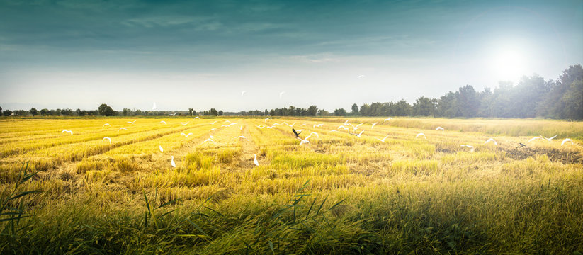 campo coltivato a grano con uccelli in volo